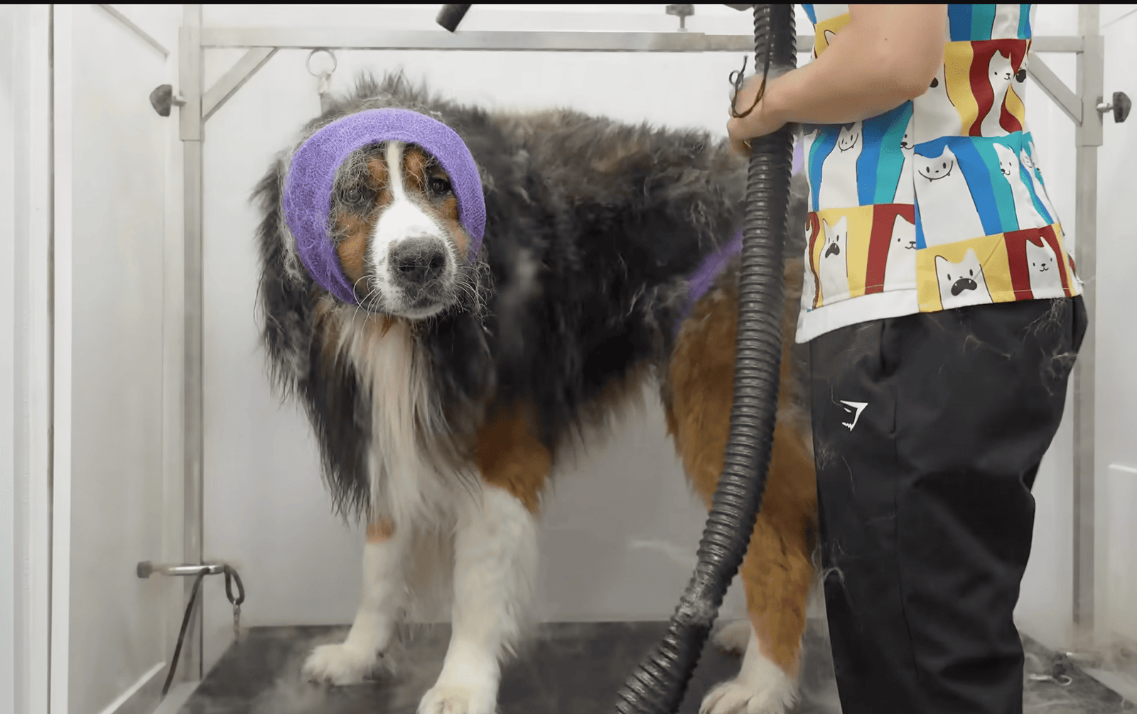 Dog being professionally cared for at a Maryville, TN boarding and grooming facility