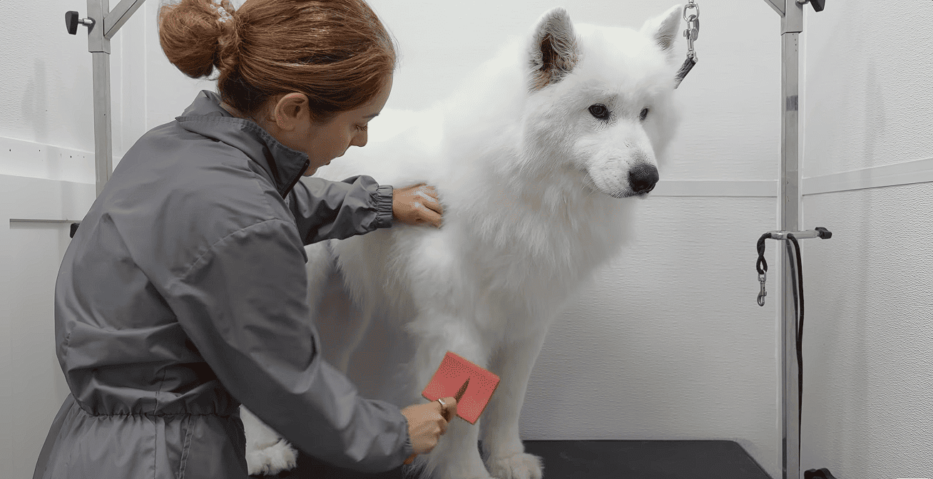Groomer gently brushing a dog during a calm one-on-one pet grooming session in Maryville, TN